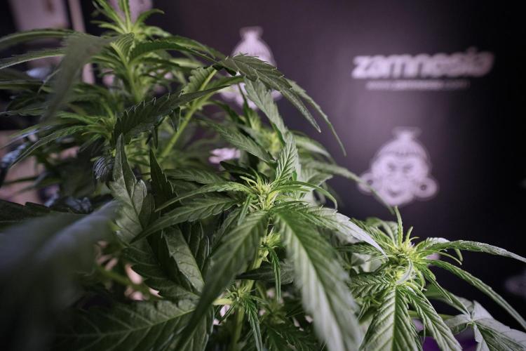 Amnesia Skunk The Zamnesia Way. Week 6 - 12/12 From Seed Amnesia Skunk Auto 