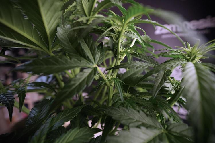 Amnesia Skunk The Zamnesia Way. Week 6 - 12/12 From Seed Amnesia Skunk Auto 