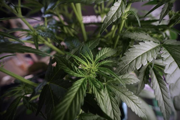 Amnesia Skunk The Zamnesia Way. Week 6 - 12/12 From Seed Amnesia Skunk Auto 