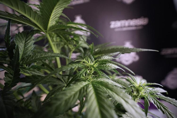 Amnesia Skunk The Zamnesia Way. Week 6 - 12/12 From Seed Amnesia Skunk Auto 