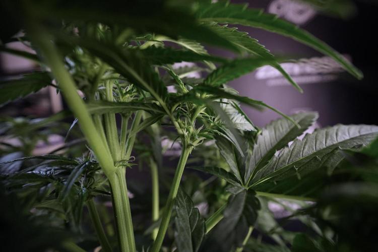 Amnesia Skunk The Zamnesia Way. Week 6 - 12/12 From Seed Amnesia Skunk Auto 