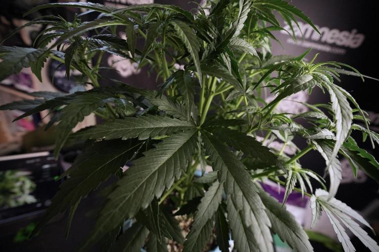 Amnesia Skunk The Zamnesia Way. Week 6 - 12/12 From Seed Amnesia Skunk Auto 