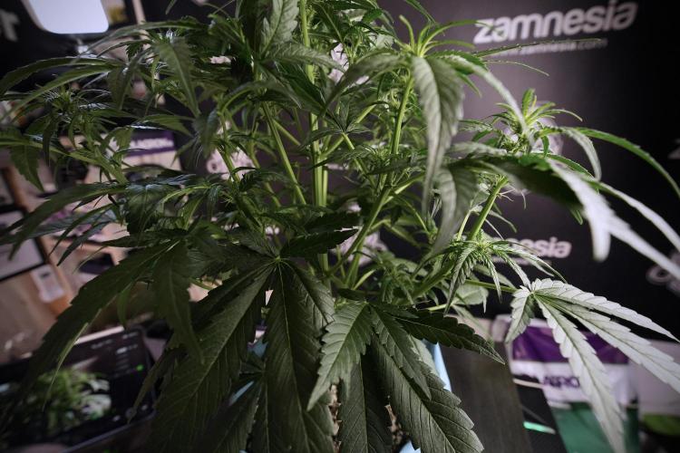 Amnesia Skunk The Zamnesia Way. Week 6 - 12/12 From Seed Amnesia Skunk Auto 