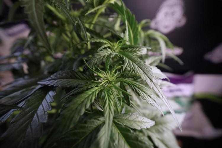 Amnesia Skunk The Zamnesia Way. Week 6 - 12/12 From Seed Amnesia Skunk Auto 