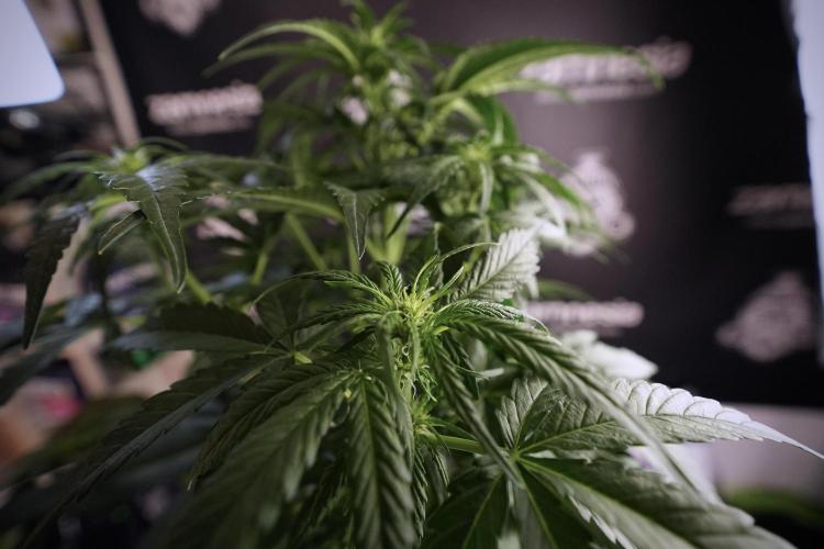 Amnesia Skunk The Zamnesia Way. Week 6 - 12/12 From Seed Amnesia Skunk Auto 