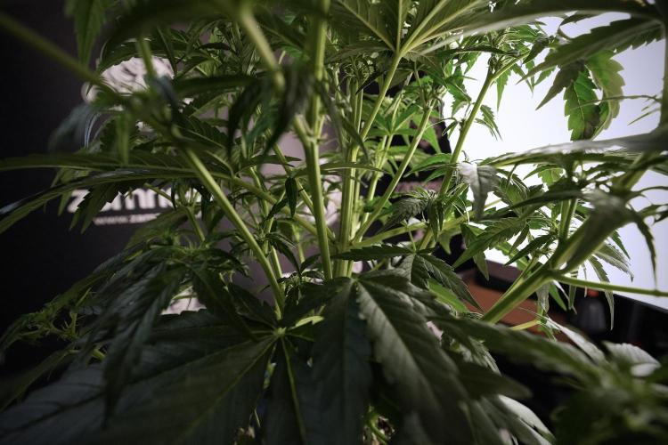 Amnesia Skunk The Zamnesia Way. Week 6 - 12/12 From Seed Amnesia Skunk Auto 