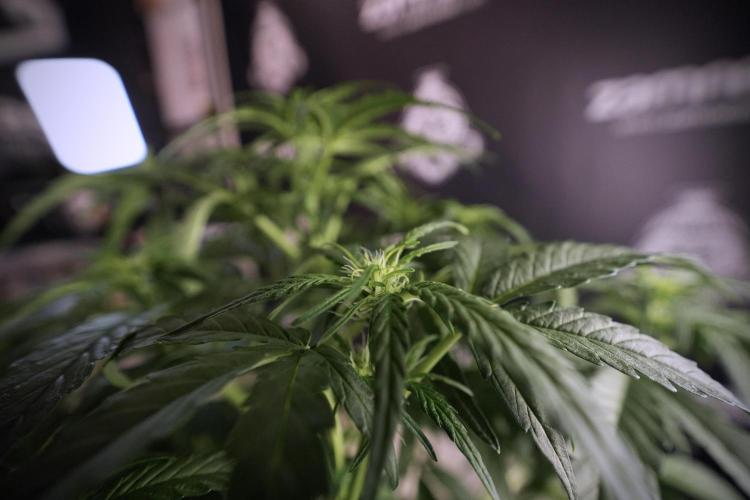 Amnesia Skunk The Zamnesia Way. Week 6 - 12/12 From Seed Amnesia Skunk Auto 