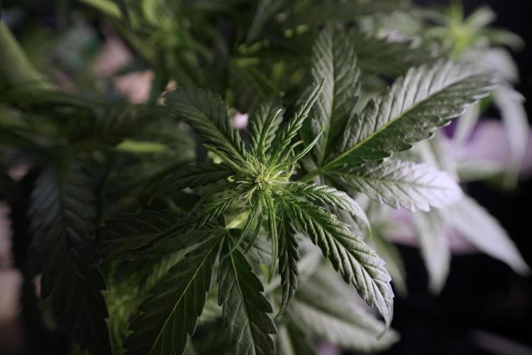 Amnesia Skunk The Zamnesia Way. Week 6 - 12/12 From Seed Amnesia Skunk Auto 