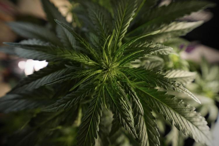 Amnesia Skunk The Zamnesia Way. Week 6 - 12/12 From Seed Amnesia Skunk Auto 