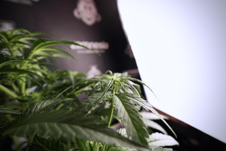 Amnesia Skunk The Zamnesia Way. Week 6 - 12/12 From Seed Amnesia Skunk Auto 