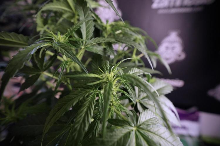 Amnesia Skunk The Zamnesia Way. Week 6 - 12/12 From Seed Amnesia Skunk Auto 