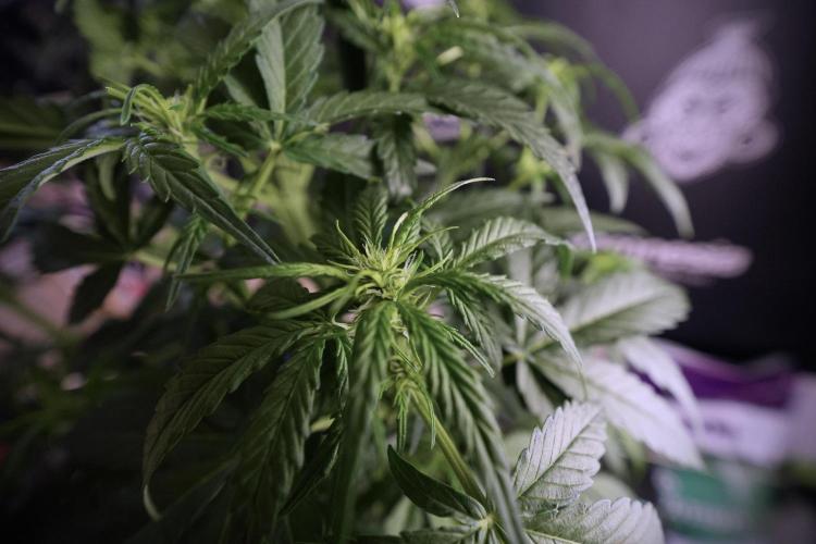 Amnesia Skunk The Zamnesia Way. Week 6 - 12/12 From Seed Amnesia Skunk Auto 