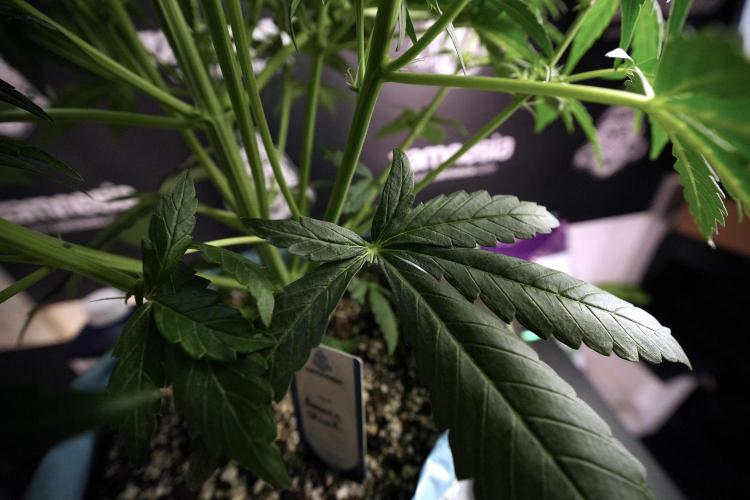 Amnesia Skunk The Zamnesia Way. Week 6 - 12/12 From Seed Amnesia Skunk Auto 