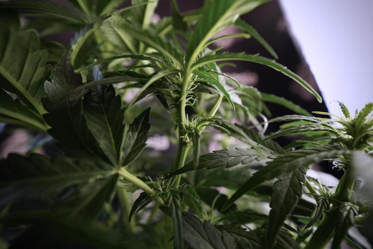 Amnesia Skunk The Zamnesia Way. Week 6 - 12/12 From Seed Amnesia Skunk Auto 