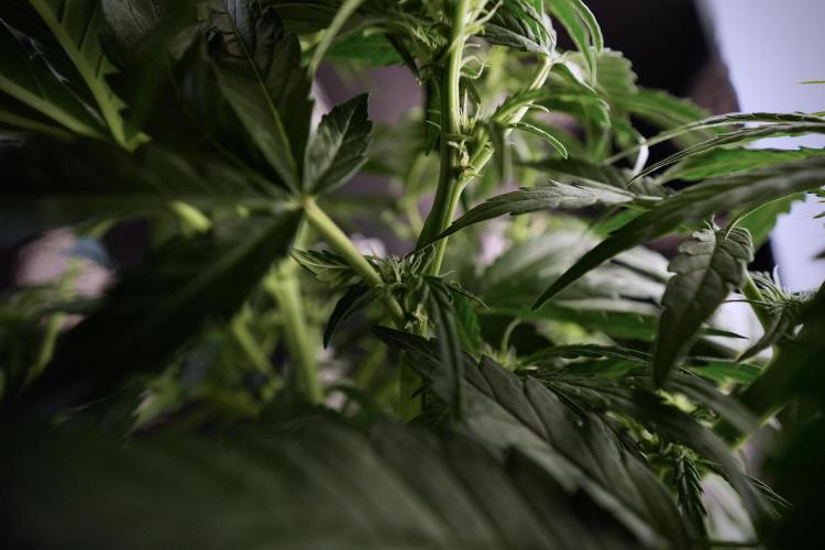 Amnesia Skunk The Zamnesia Way. Week 6 - 12/12 From Seed Amnesia Skunk Auto 