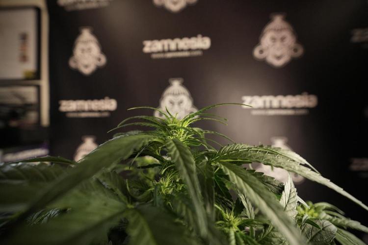 Amnesia Skunk The Zamnesia Way. Week 6 - 12/12 From Seed Amnesia Skunk Auto 