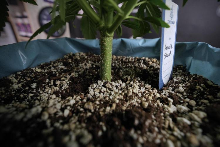 Amnesia Skunk The Zamnesia Way. Week 6 - 12/12 From Seed Amnesia Skunk Auto 