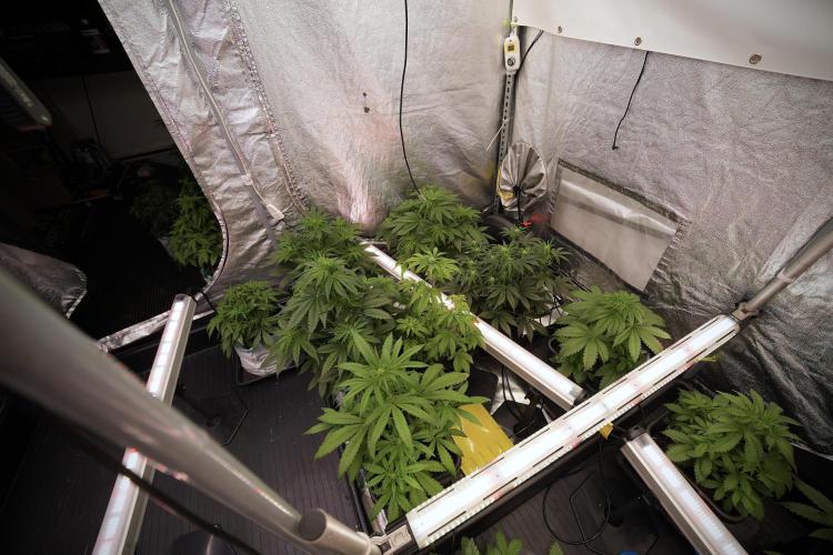 Amnesia Skunk The Zamnesia Way. Week 6 - Room and Views 