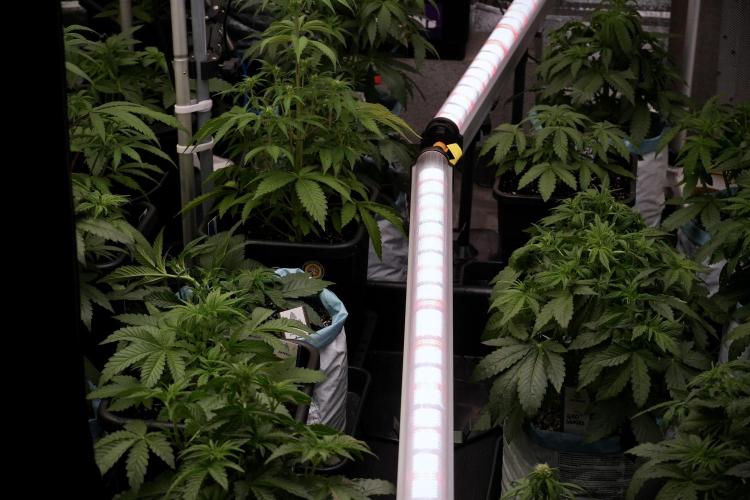 Amnesia Skunk The Zamnesia Way. Week 6 - Room and Views 