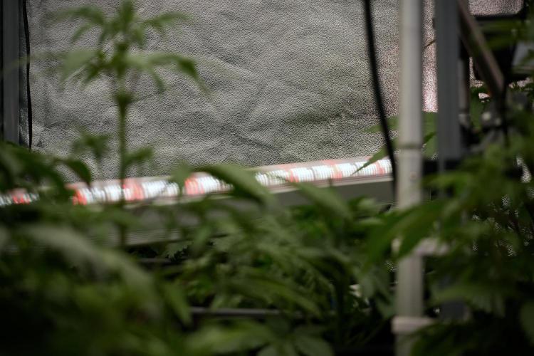 Amnesia Skunk The Zamnesia Way. Week 6 - Room and Views 