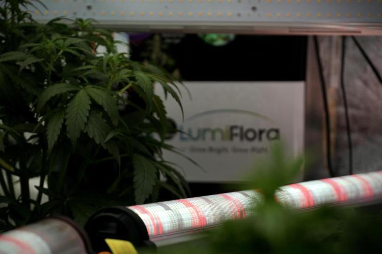 Amnesia Skunk The Zamnesia Way. Week 6 - Room and Views 