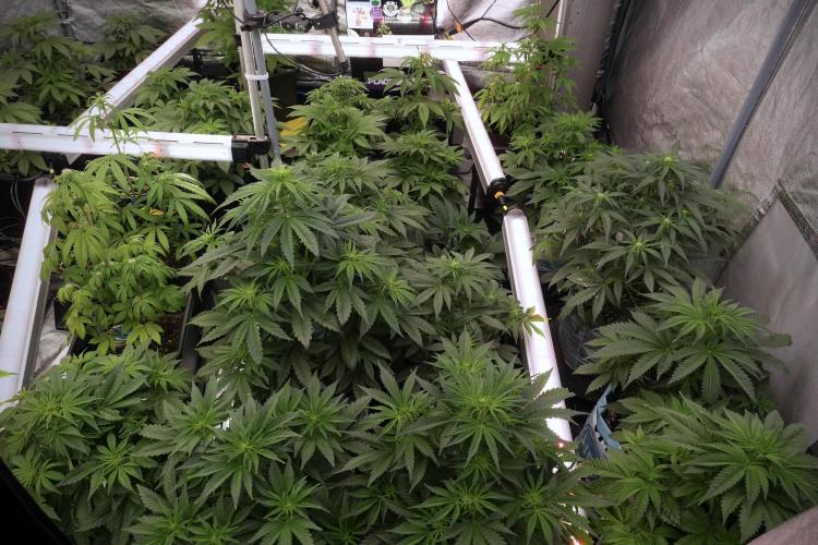 Amnesia Skunk The Zamnesia Way. Week 6 - Room and Views 