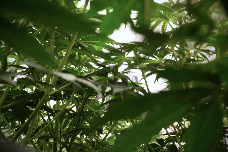 Amnesia Skunk The Zamnesia Way. Week 6 - Room and Views 