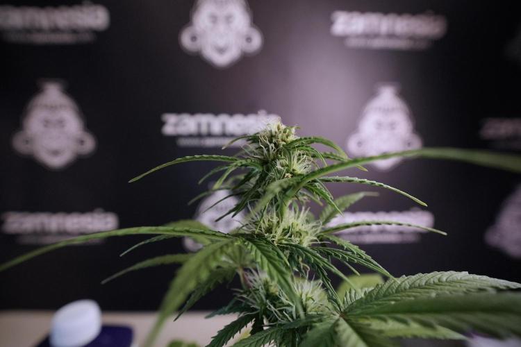 Amnesia Skunk The Zamnesia Way. Week 6 - fun side project 