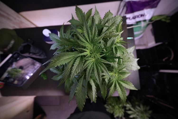 Amnesia Skunk The Zamnesia Way. Week 6 - 12/12 from seed 