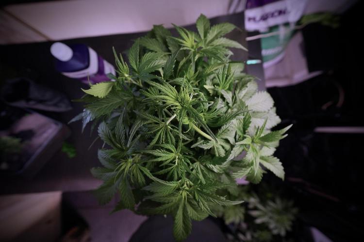 Amnesia Skunk The Zamnesia Way. Week 6 - 12/12 from seed 