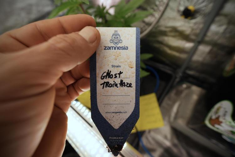 Catching The Ghost Train Haze @ Zamnesia. Week 6 - GTH 12/12 From seed