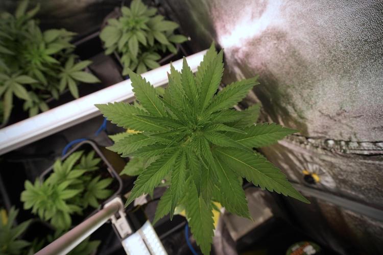 Catching The Ghost Train Haze @ Zamnesia. Week 6 - GTH 12/12 From seed