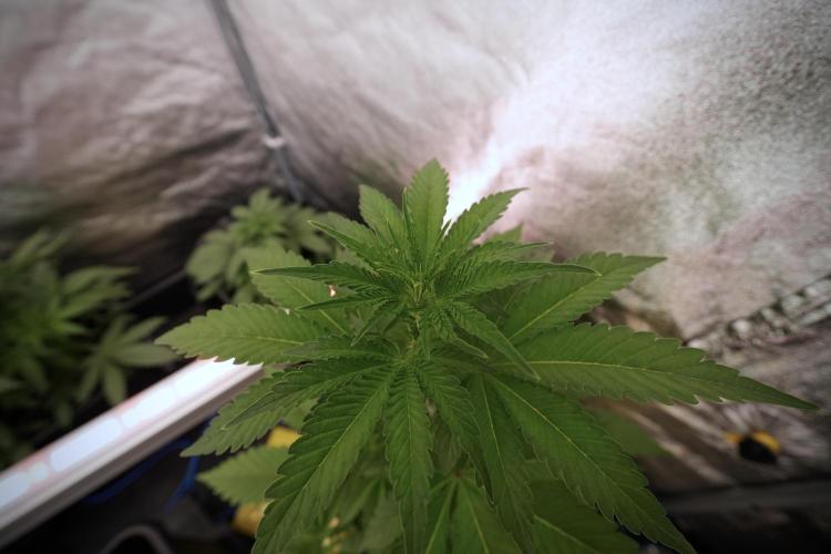 Catching The Ghost Train Haze @ Zamnesia. Week 6 - GTH 12/12 From seed