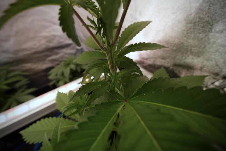 Catching The Ghost Train Haze @ Zamnesia. Week 6 - GTH 12/12 From seed