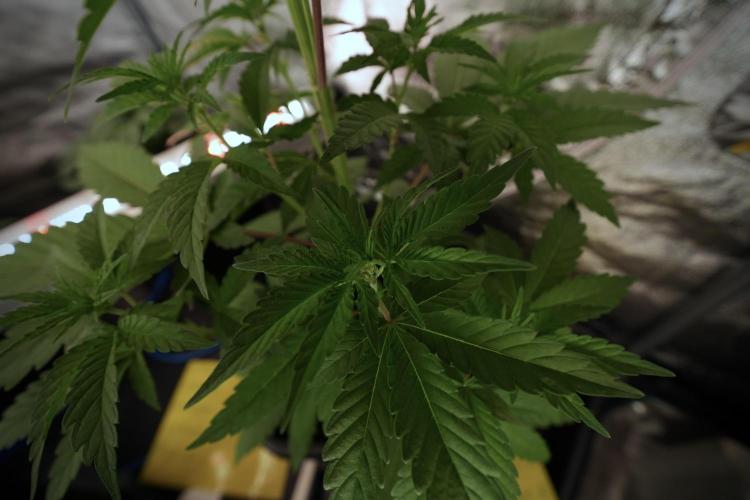 Catching The Ghost Train Haze @ Zamnesia. Week 6 - GTH 12/12 From seed