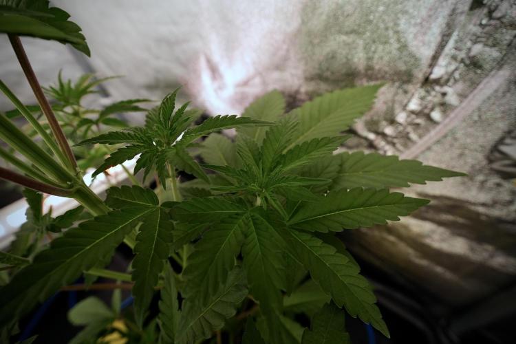 Catching The Ghost Train Haze @ Zamnesia. Week 6 - GTH 12/12 From seed