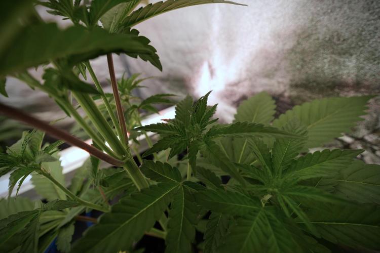 Catching The Ghost Train Haze @ Zamnesia. Week 6 - GTH 12/12 From seed