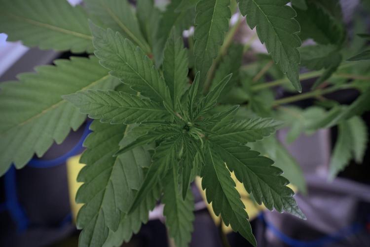 Catching The Ghost Train Haze @ Zamnesia. Week 6 - GTH 12/12 From seed