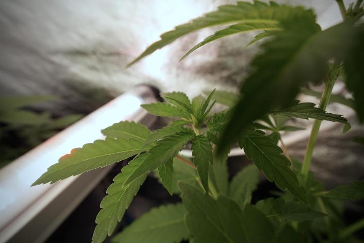 Catching The Ghost Train Haze @ Zamnesia. Week 6 - GTH 12/12 From seed