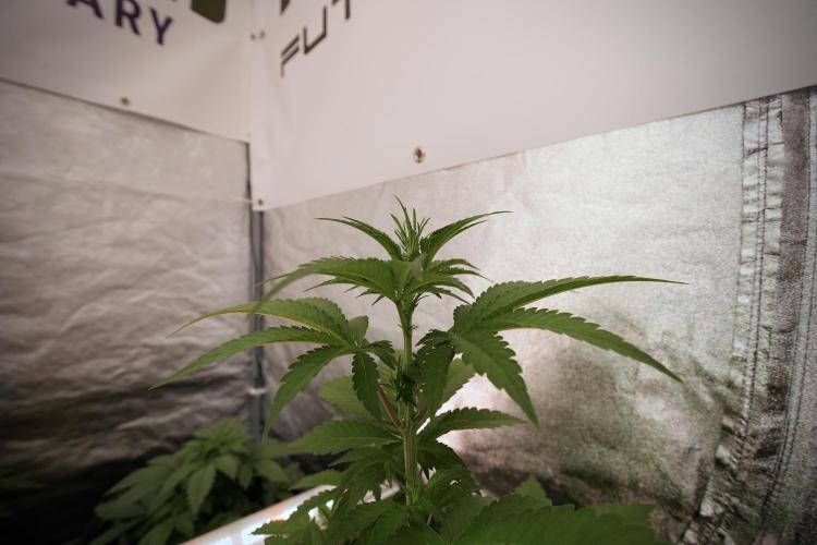 Catching The Ghost Train Haze @ Zamnesia. Week 6 - GTH 12/12 From seed