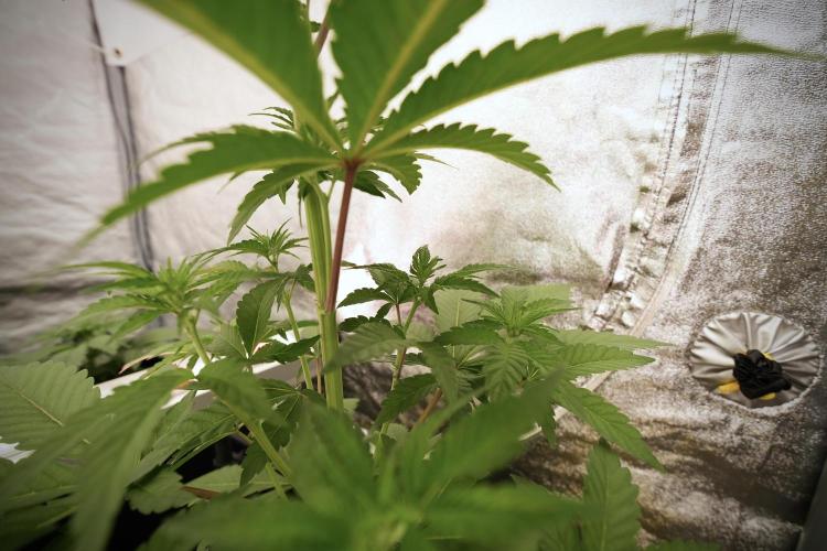 Catching The Ghost Train Haze @ Zamnesia. Week 6 - GTH 12/12 From seed