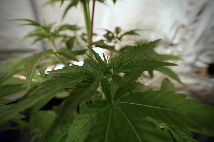 Catching The Ghost Train Haze @ Zamnesia. Week 6 - GTH 12/12 From seed