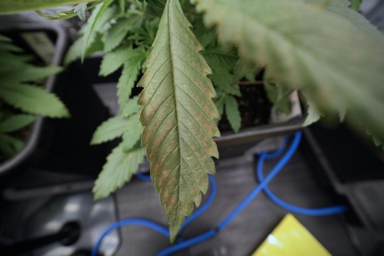 Catching The Ghost Train Haze @ Zamnesia. Week 6 - GTH 12/12 From seed