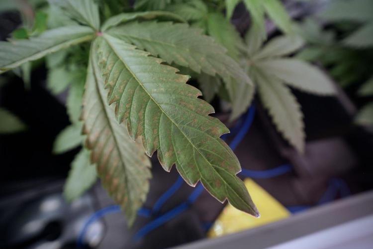 Catching The Ghost Train Haze @ Zamnesia. Week 6 - GTH 12/12 From seed