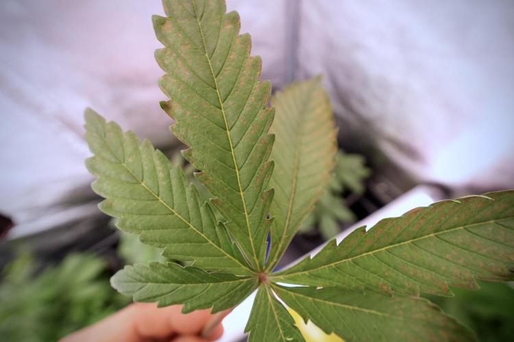 Catching The Ghost Train Haze @ Zamnesia. Week 6 - GTH 12/12 From seed