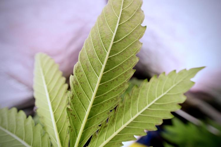 Catching The Ghost Train Haze @ Zamnesia. Week 6 - GTH 12/12 From seed