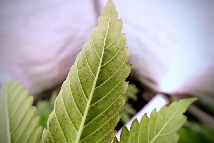 Catching The Ghost Train Haze @ Zamnesia. Week 6 - GTH 12/12 From seed