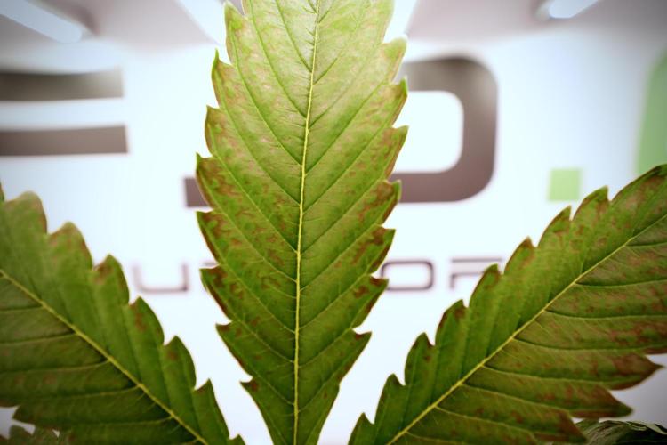 Catching The Ghost Train Haze @ Zamnesia. Week 6 - GTH 12/12 From seed