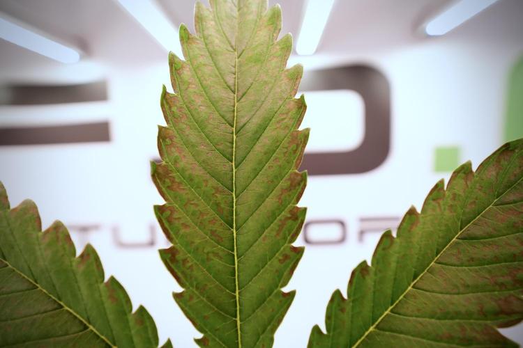 Catching The Ghost Train Haze @ Zamnesia. Week 6 - GTH 12/12 From seed