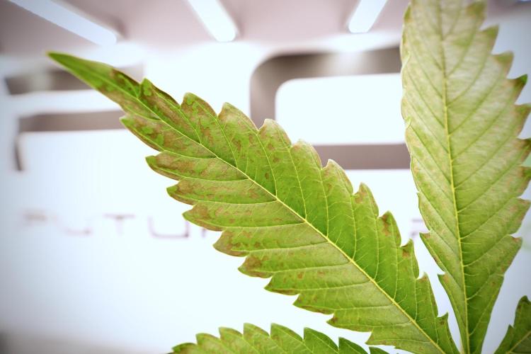 Catching The Ghost Train Haze @ Zamnesia. Week 6 - GTH 12/12 From seed